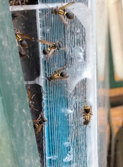 Ropalidia socialistica