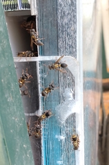 Ropalidia socialistica