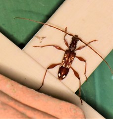 Coptocercus biguttatus