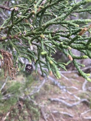 Athrotaxis cupressoides