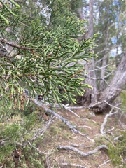 Athrotaxis cupressoides