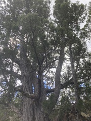 Athrotaxis cupressoides