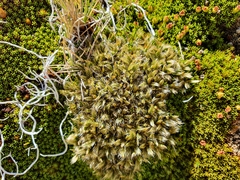 Anisotome imbricata imbricata