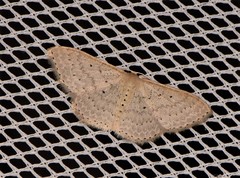 Scopula sublinearia