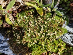 Kelleria childii