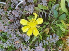 Ranunculus sericophyllus