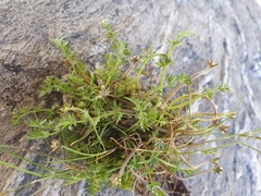 Chaerophyllum colensoi