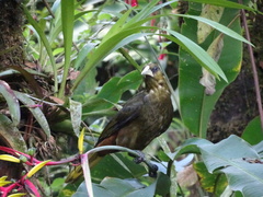 Psarocolius atrovirens