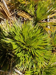 Aciphylla lecomtei