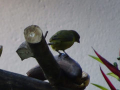 Euphonia laniirostris