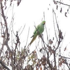 Psittacula krameri manillensis