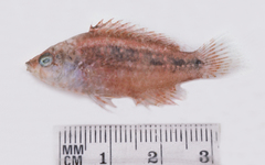 Oxycheilinus bimaculatus