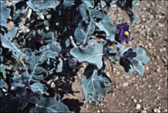 Solanum lasiophyllum