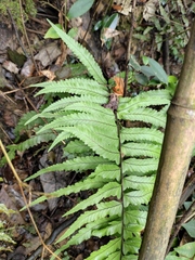 Microlepia marginata