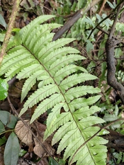 Microlepia marginata