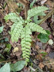 Arachniodes rhomboidea