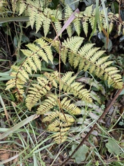 Athyrium yokoscense