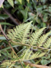 Athyrium yokoscense