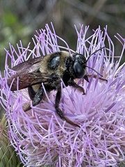 Xylocopa virginica krombeini