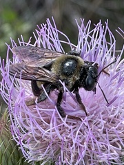 Xylocopa virginica krombeini