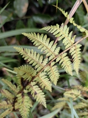 Athyrium yokoscense