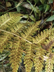 Athyrium yokoscense