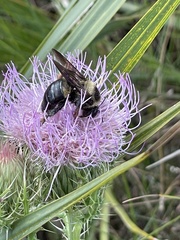 Xylocopa virginica krombeini