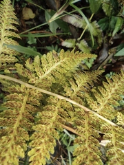Athyrium yokoscense