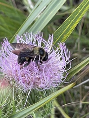 Xylocopa virginica krombeini
