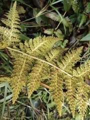 Athyrium yokoscense