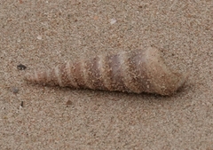 Turritella attenuata