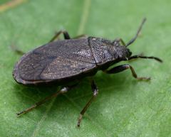 Pyrrhocoris