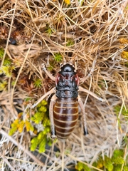 Deinacrida connectens