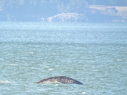 Grey Whale photographed in Washington