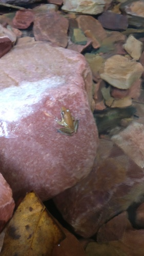 Sreen's Golden-backed Frog, Hylarana sreeni