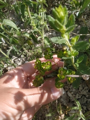 Euphorbia glareosa