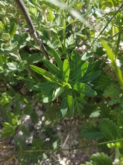 Euphorbia glareosa