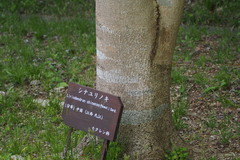 Liriodendron chinense