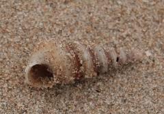 Turritella attenuata