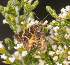 Chrysolarentia polycarpa