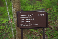 Acer japonicum