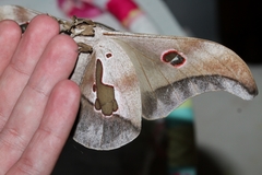 Lobobunaea phaedusa christyi