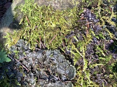 Peltigera pacifica