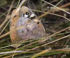 Heteronympha cordace