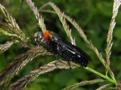 Campsomeriella