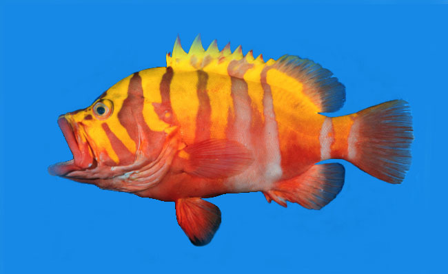 Garish Hind