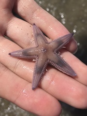 Astropecten armatus