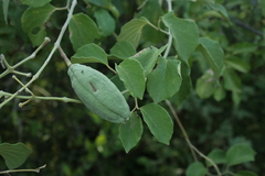 Amphilophium paniculatum