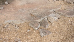 Ophisops leschenaultii