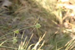 Cyperus echinatus